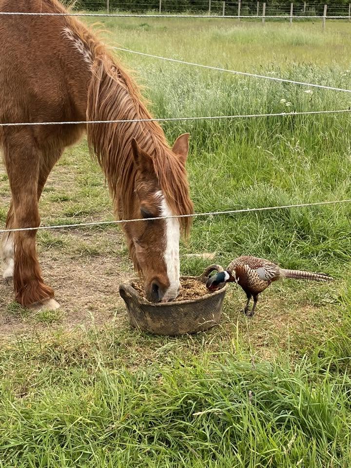A horse eating feed in the field at Heritage Horse Livery