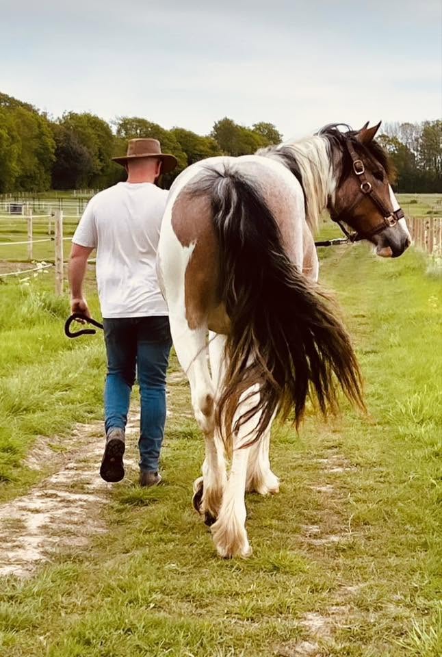 A horse being led calmly through the field