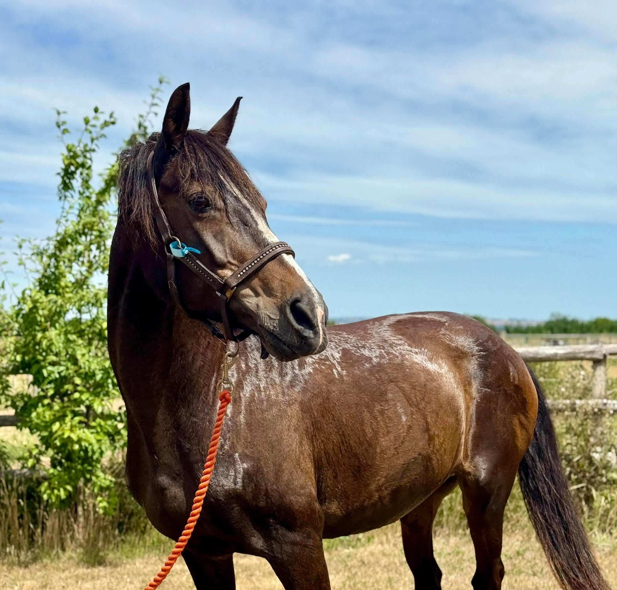 Close portrait of a horse at Heritage Horse Livery