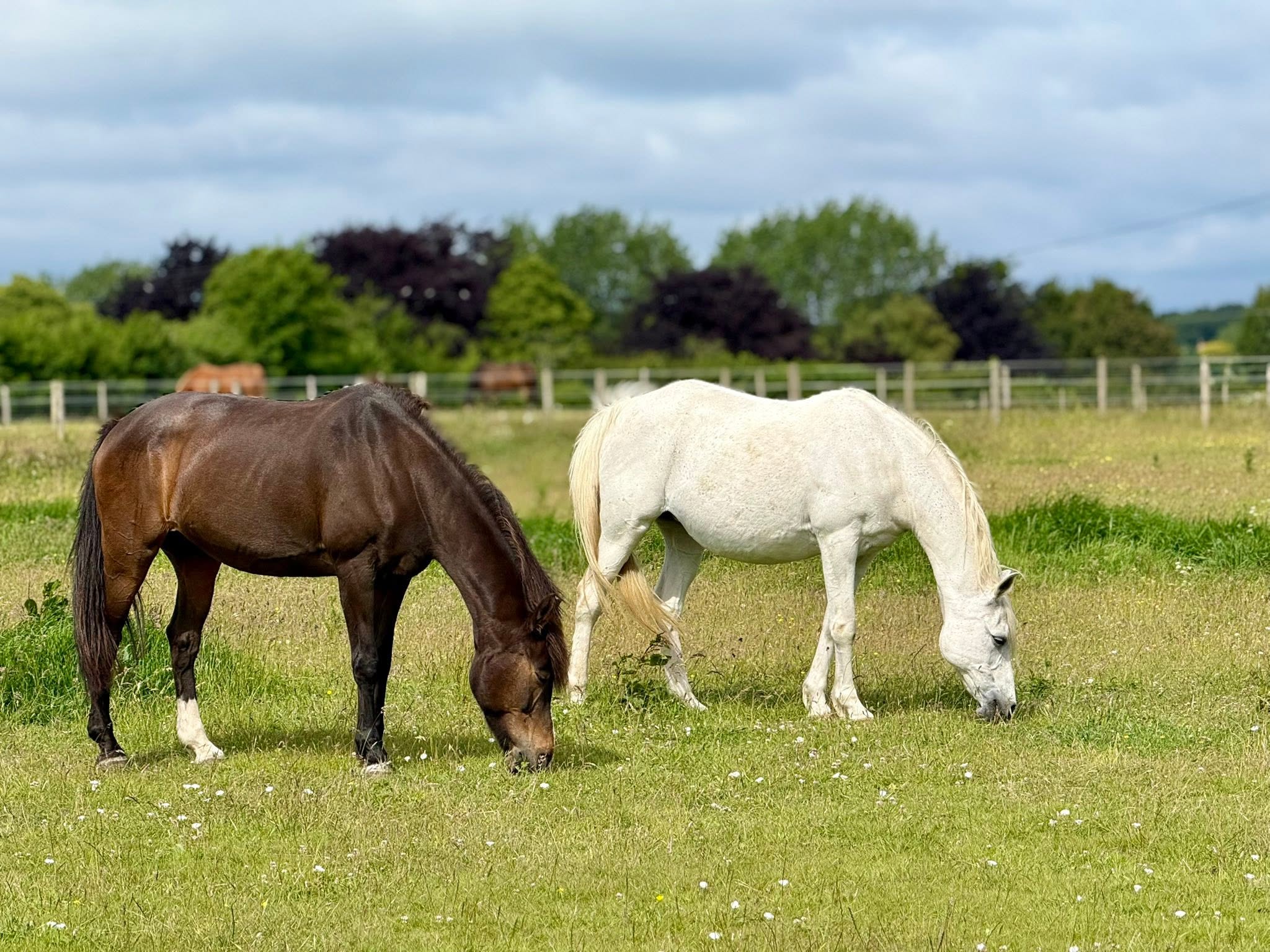 Retired horses grazing together in an open field