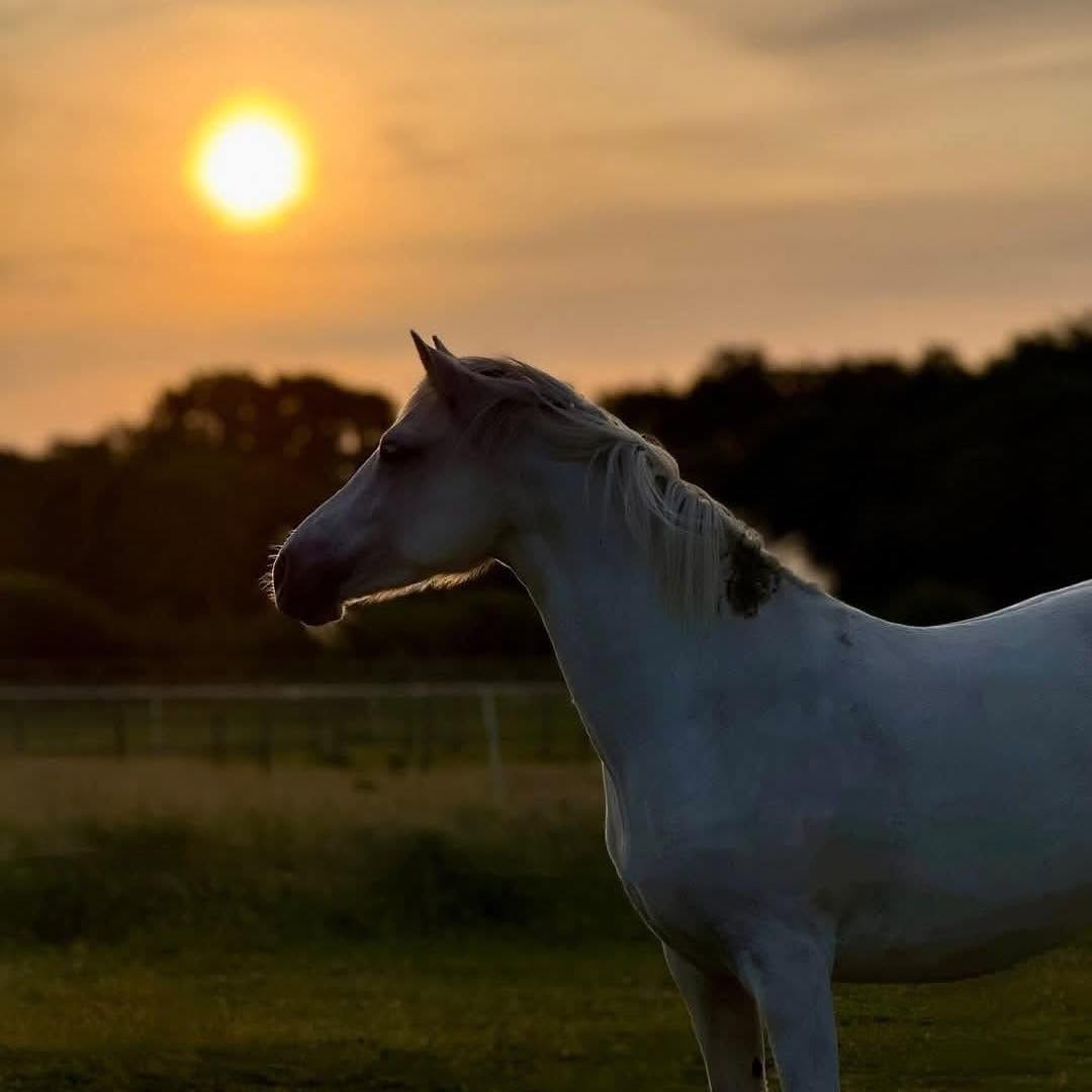A horse standing quietly at sunset